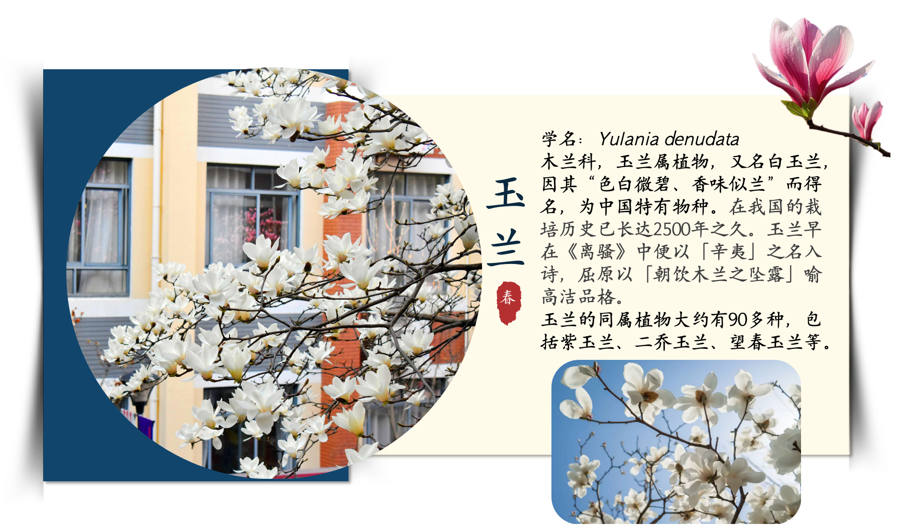 玉兰.png