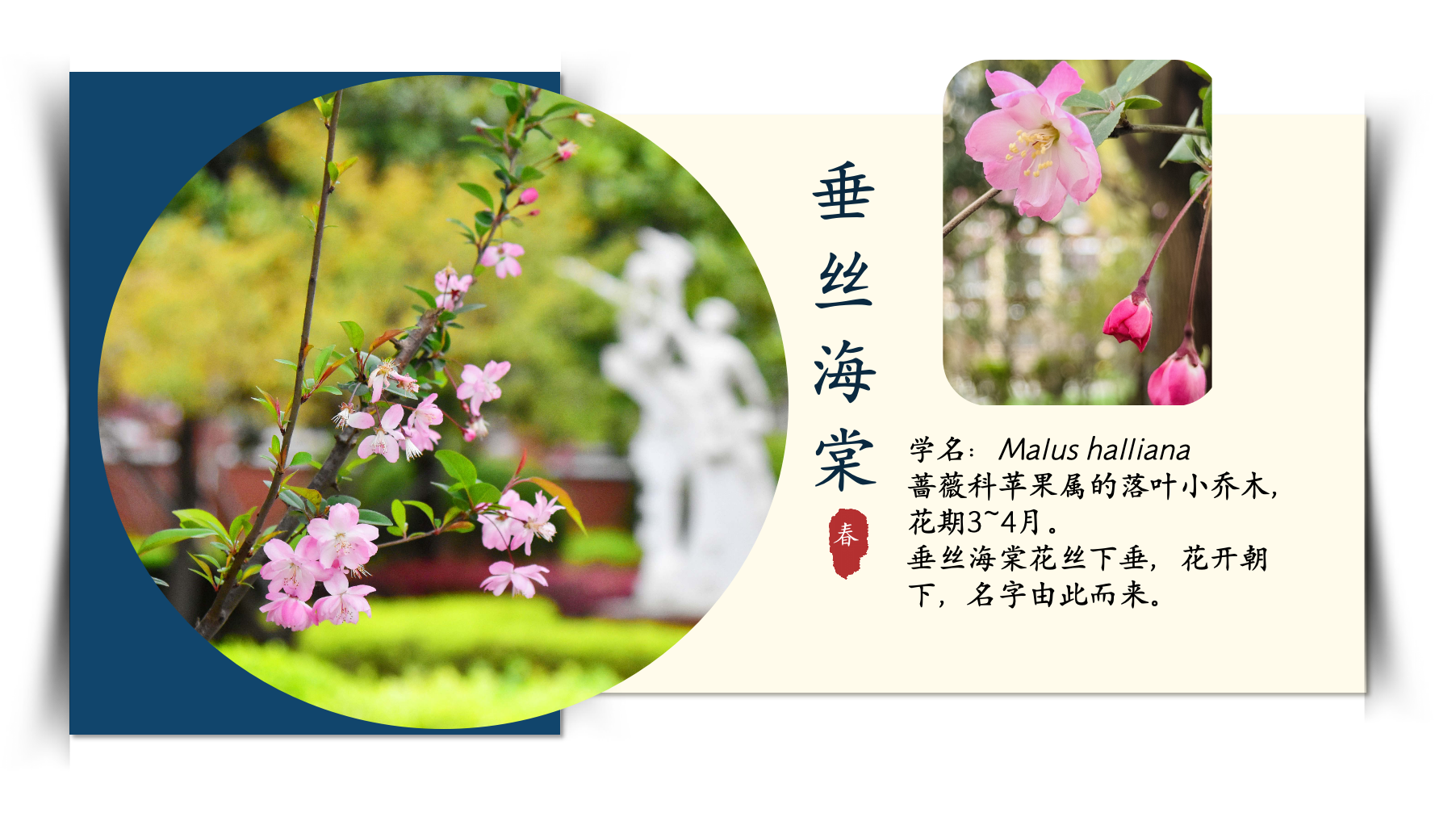 垂丝海棠.png