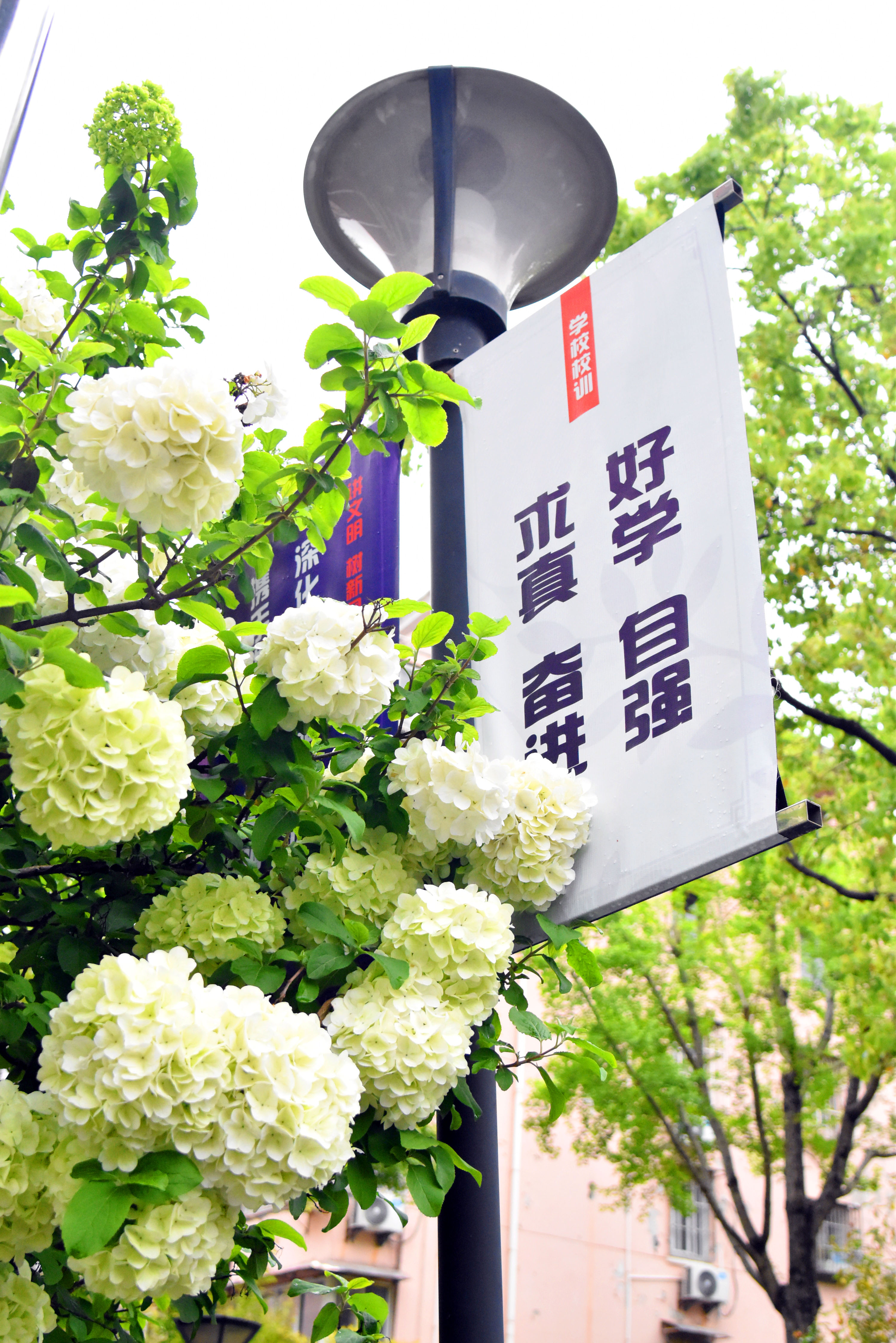 绣球1.JPG