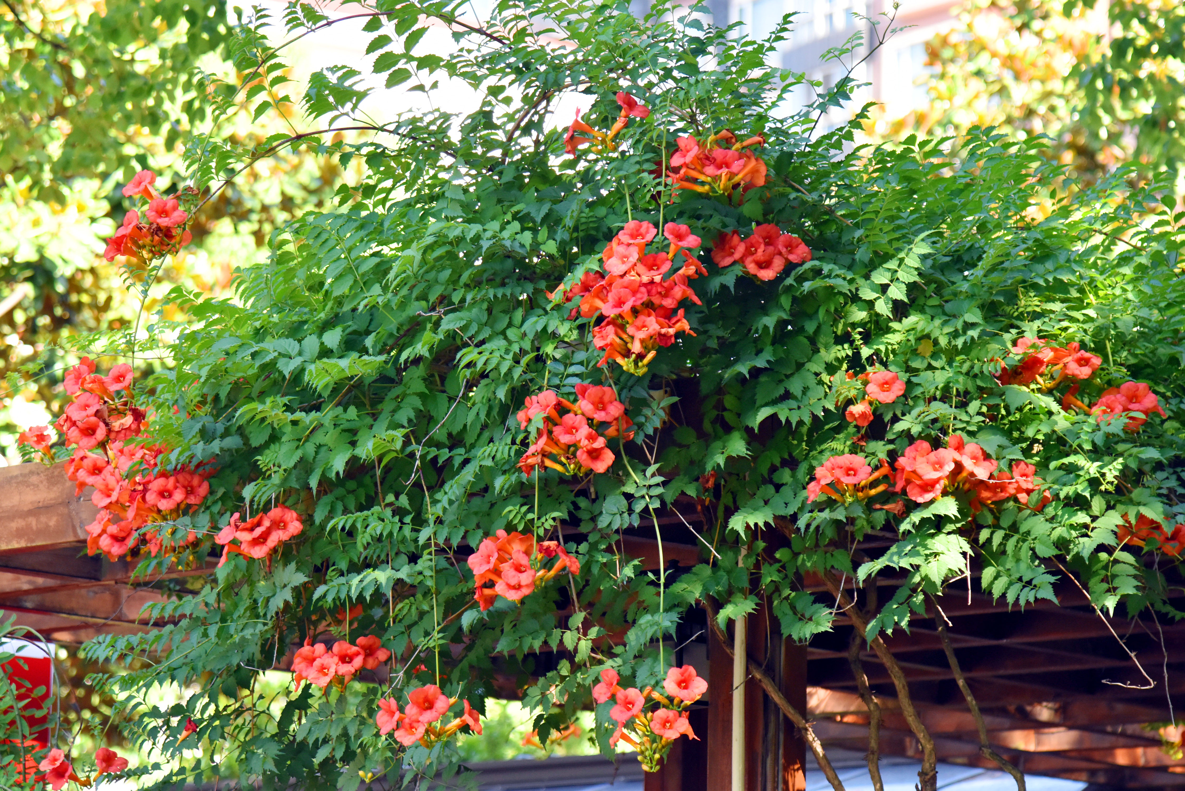 凌霄花2.JPG