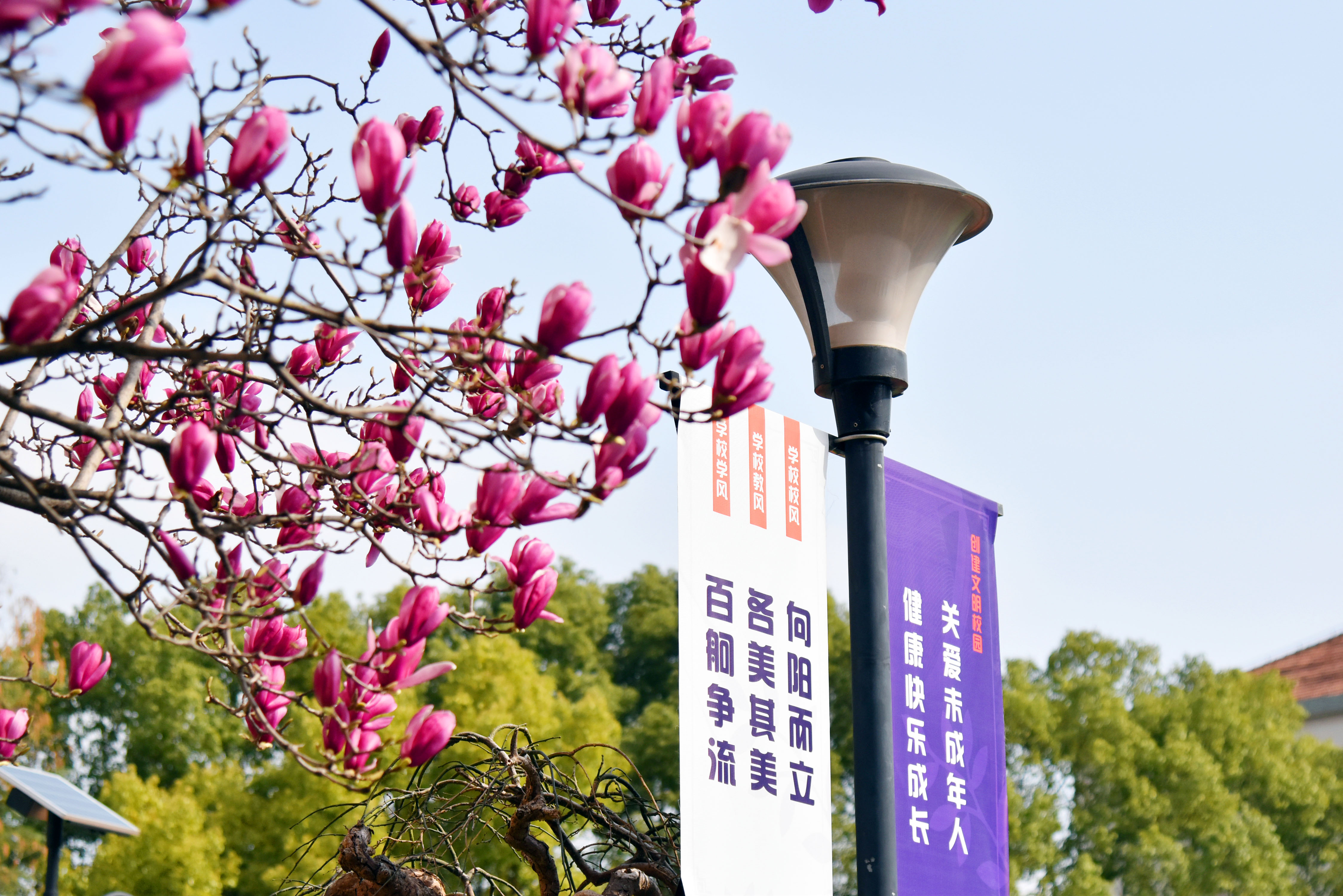玉兰.JPG