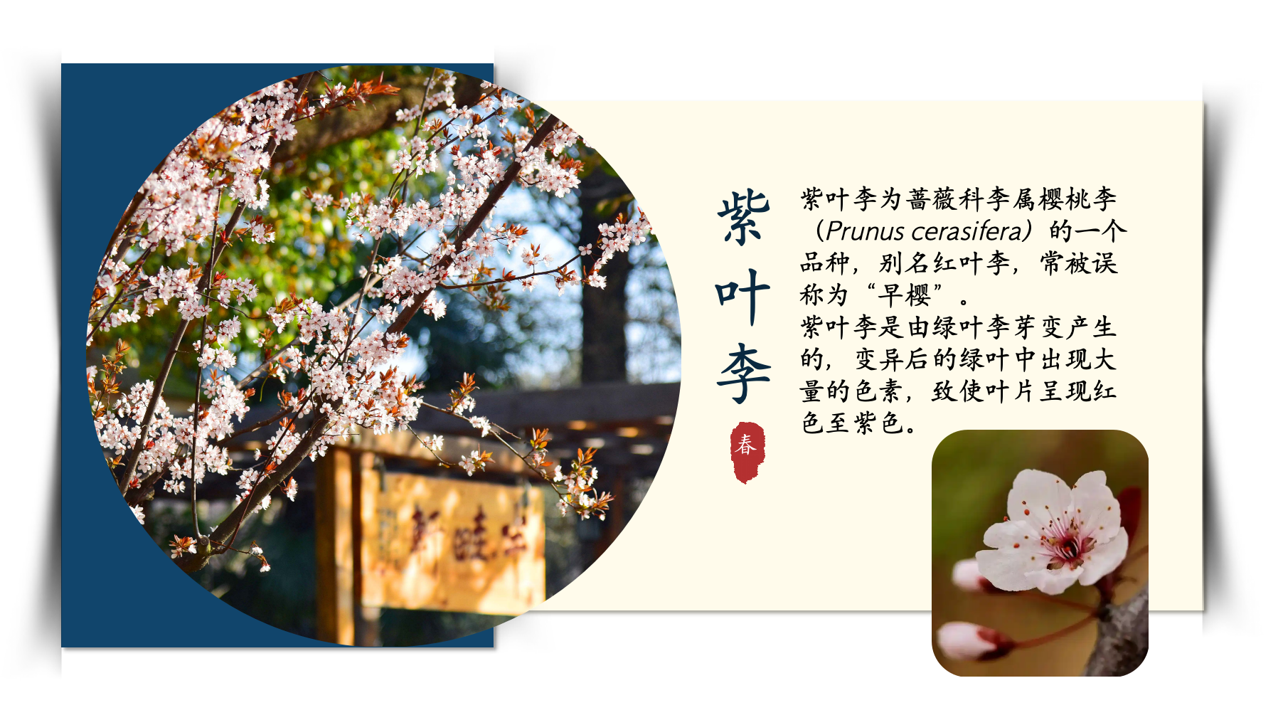 紫叶李.png