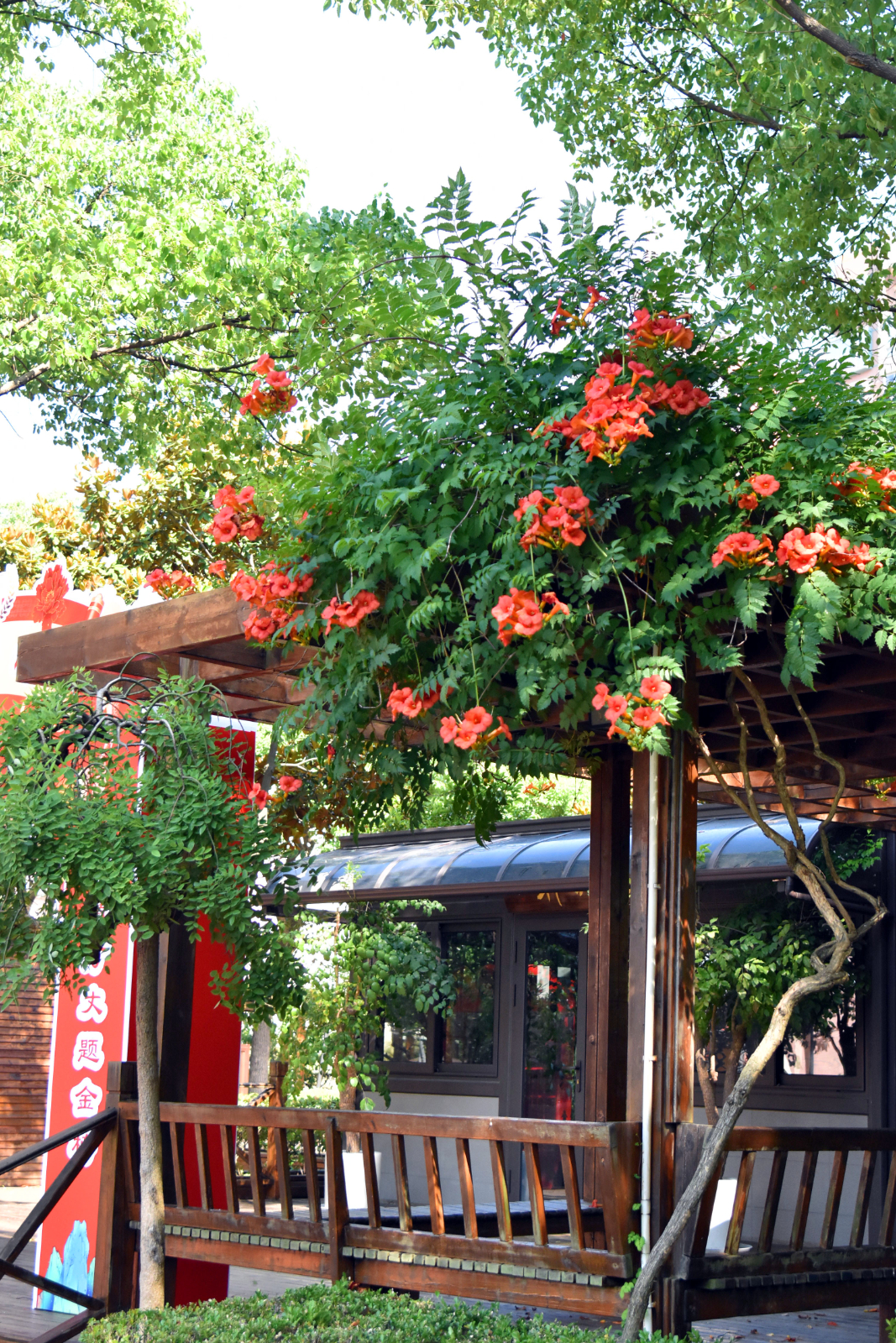 凌霄花3.JPG